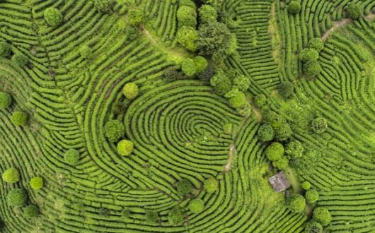 Photo d'un champ vu du ciel et rappelant l'empreinte Sigma