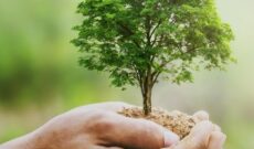 Deux mains tiennent un petit arbre