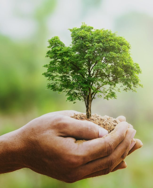 Deux mains tiennent un petit arbre