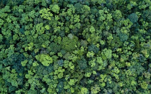 Arbres vuS d'en haut