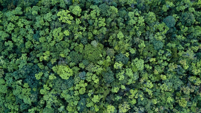 Arbres vuS d'en haut